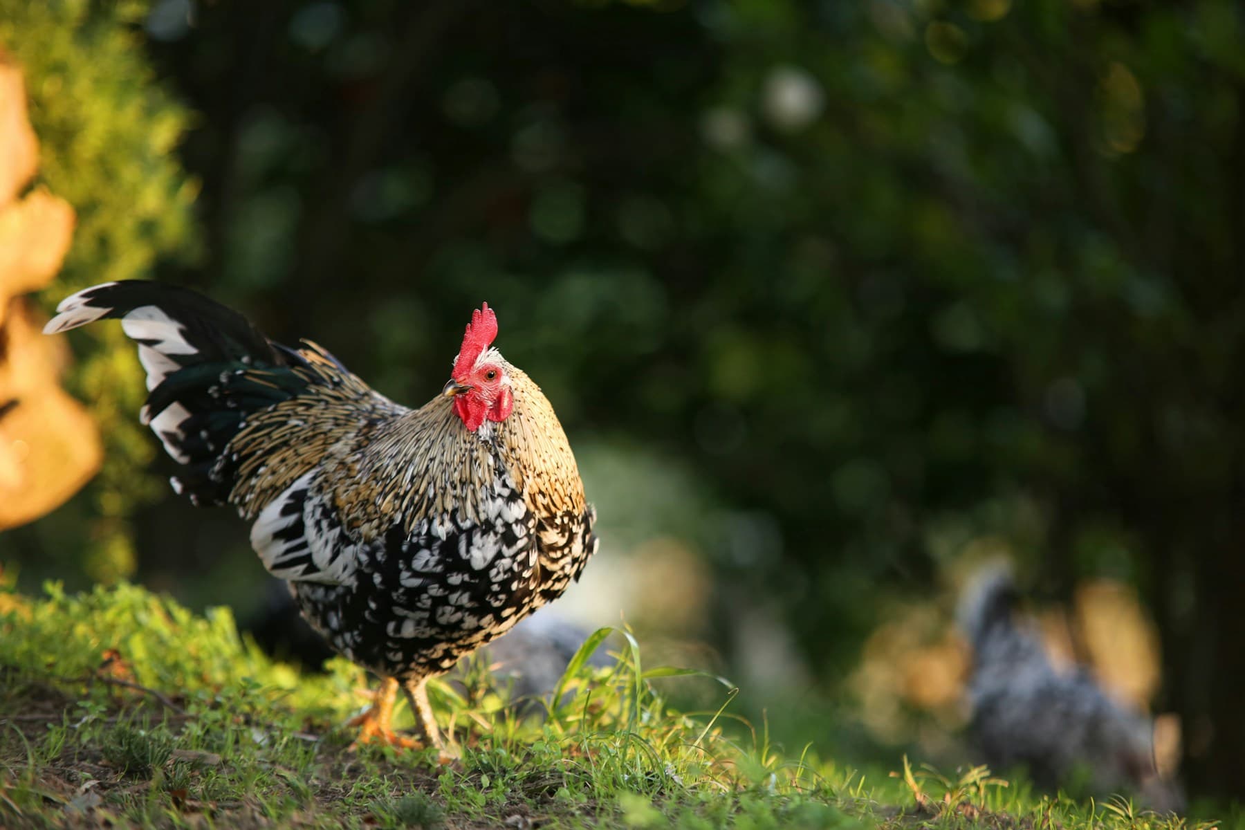 A chicken roaming freely in a green park