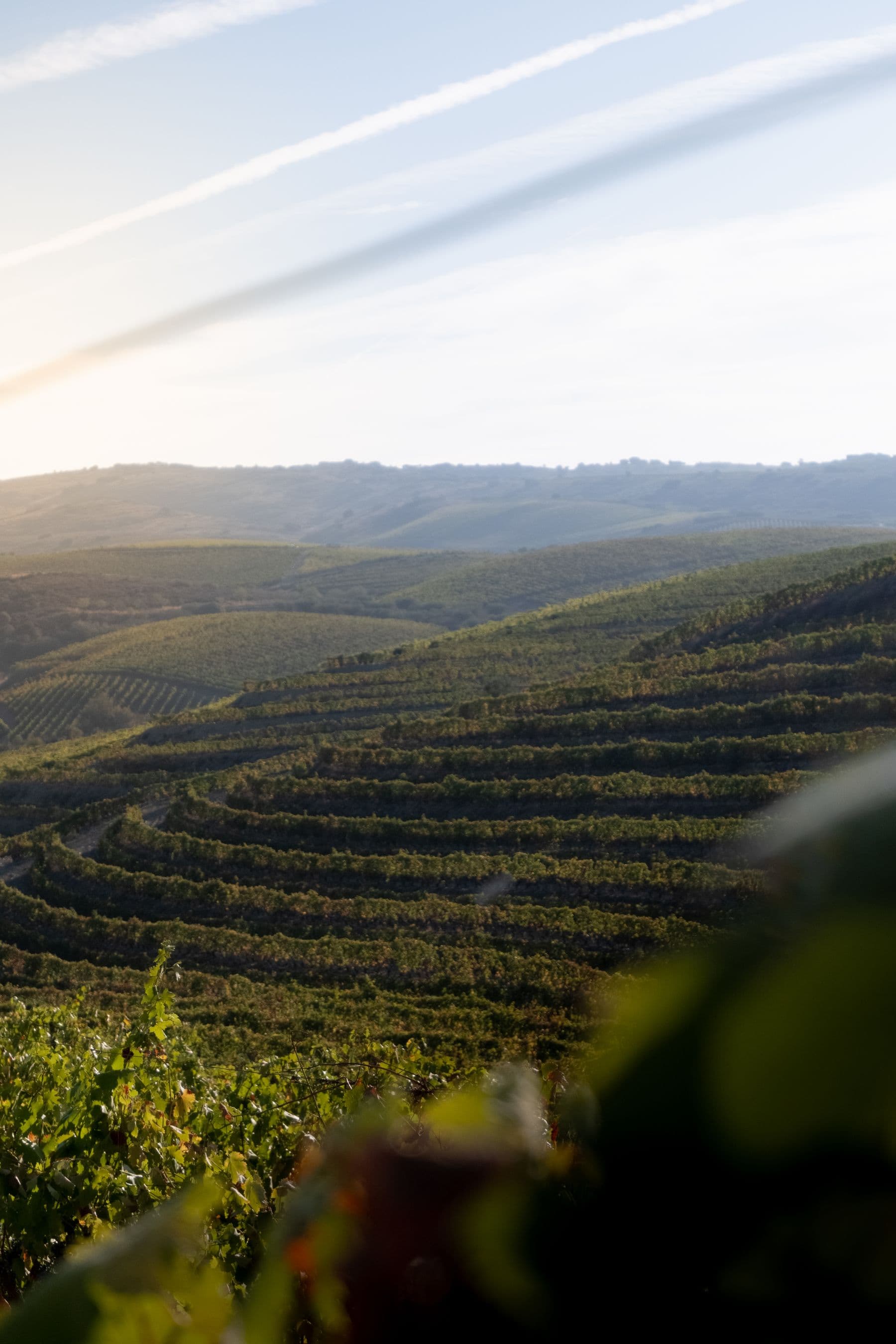 Terraced vineyards in Portugal's Douro Valley