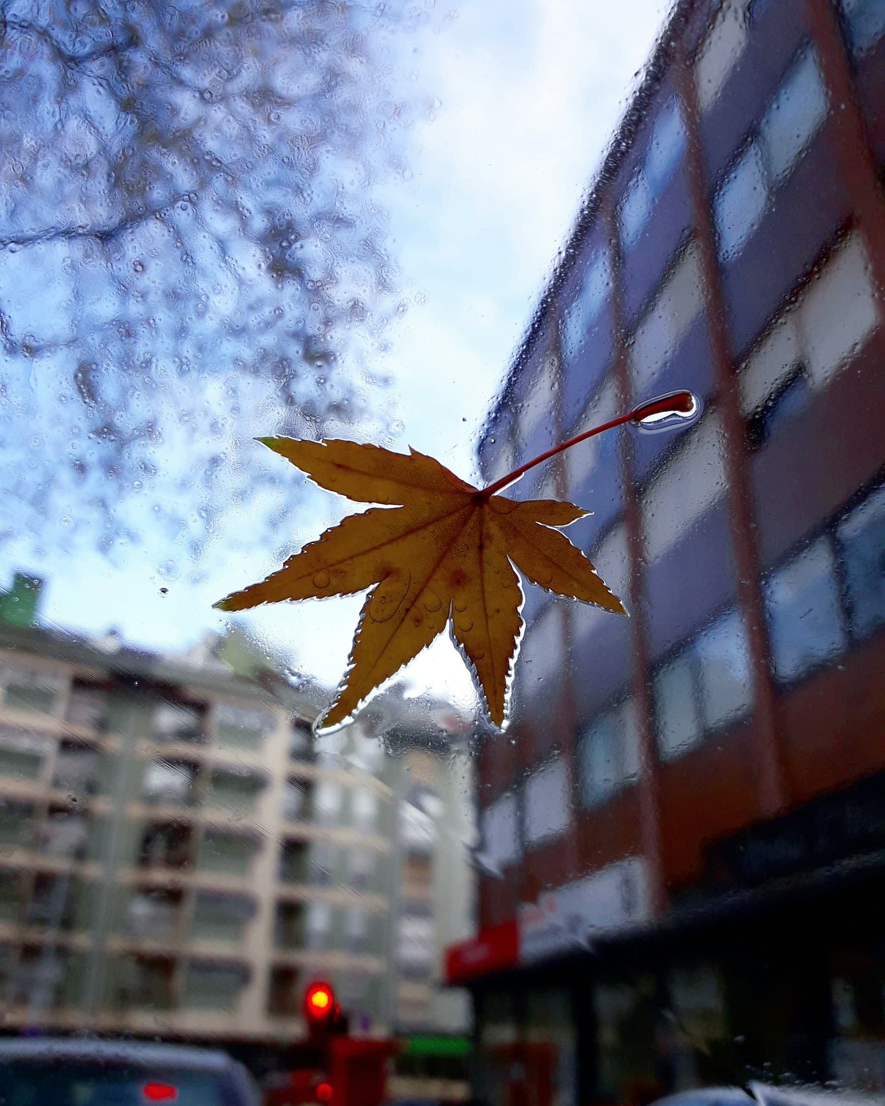 An autumn leaf pressed against a rain-covered window